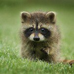 Sorry, What Did You Say RFK Jr. Did to a Dead Raccoon’s Penis? 