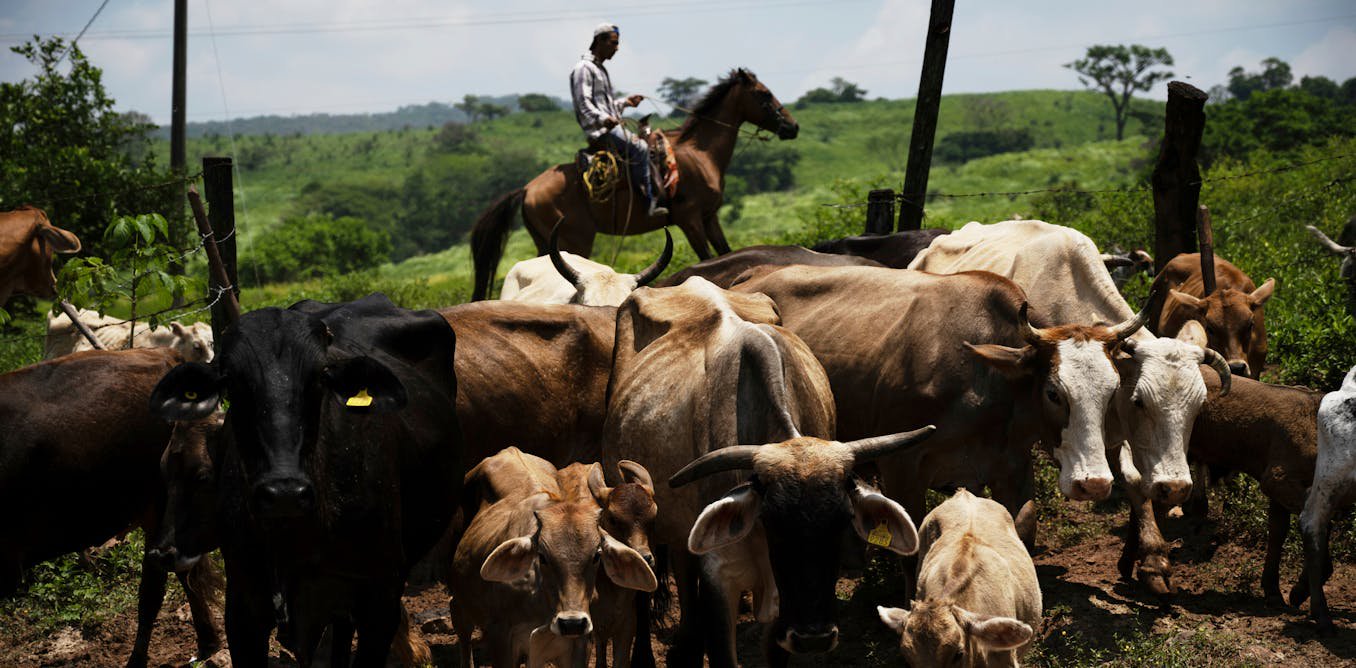 Soaring US beef prices likely to rise further thanks to trade tensions and disease outbreaks