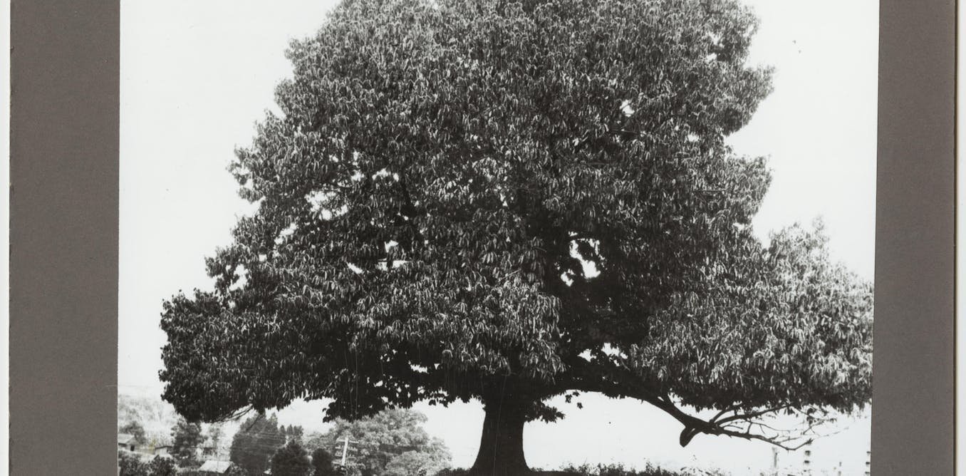 New genetic approaches raise hopes for restoring the American chestnut to its former glory