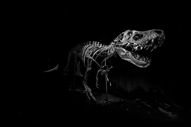 T. Rex to be the star of new Abu Dhabi museum
