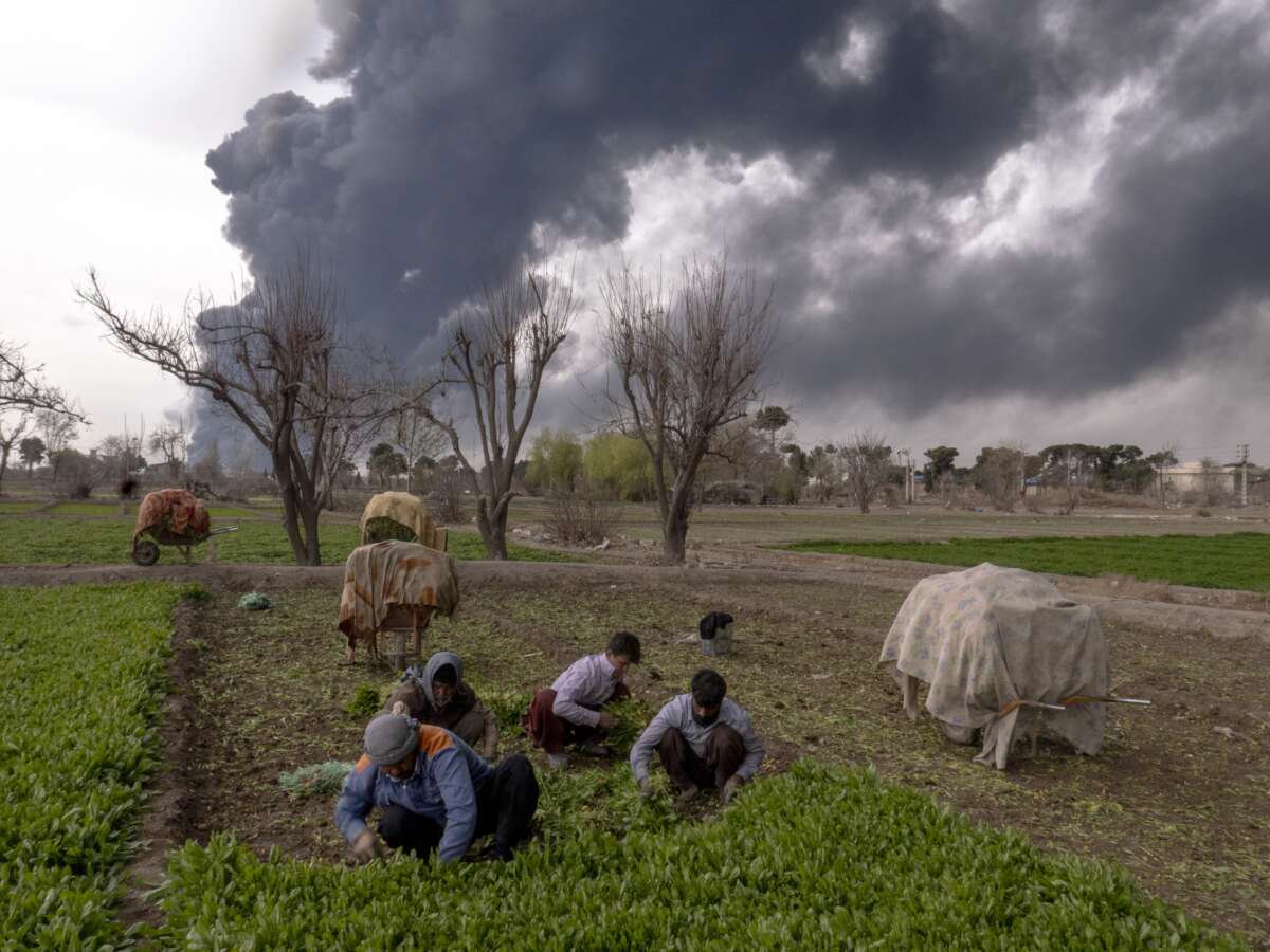 US-Israeli Bombing Has Harmed Iran’s Wildlife, Farms, and Water Supply