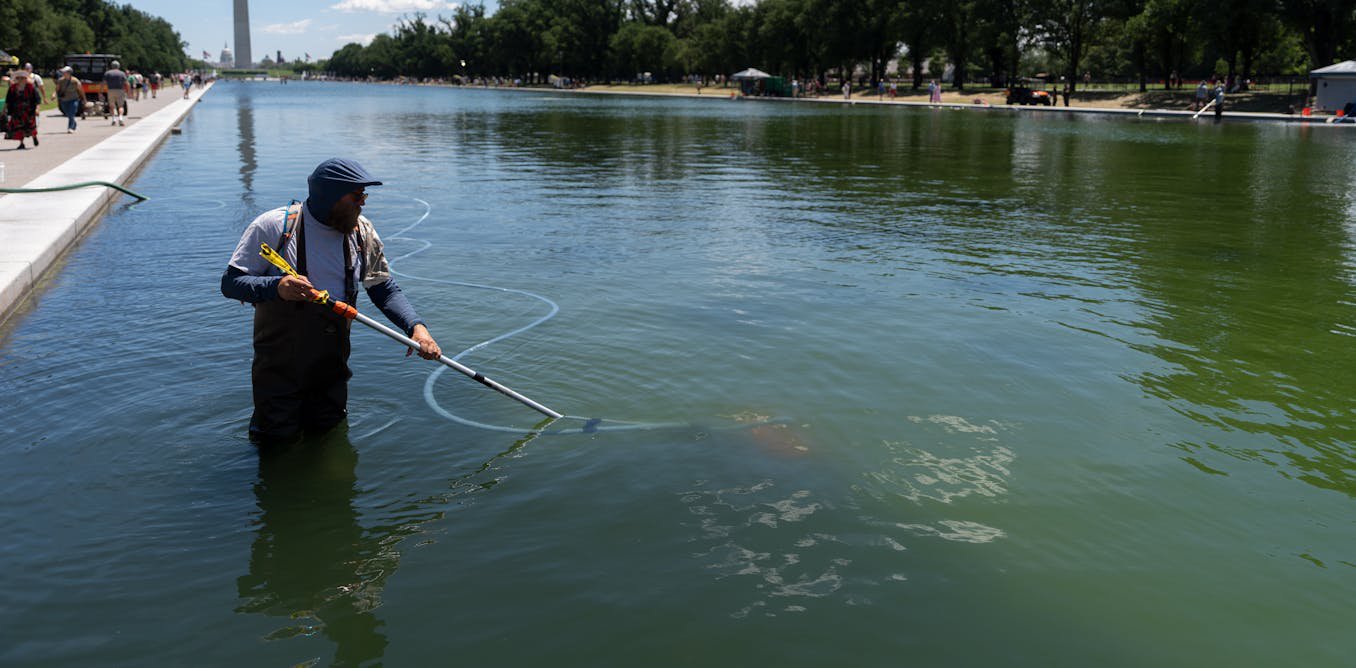 When your local reflecting pool or pond turns green with algae, don’t reach for chemicals – nature has better solutions