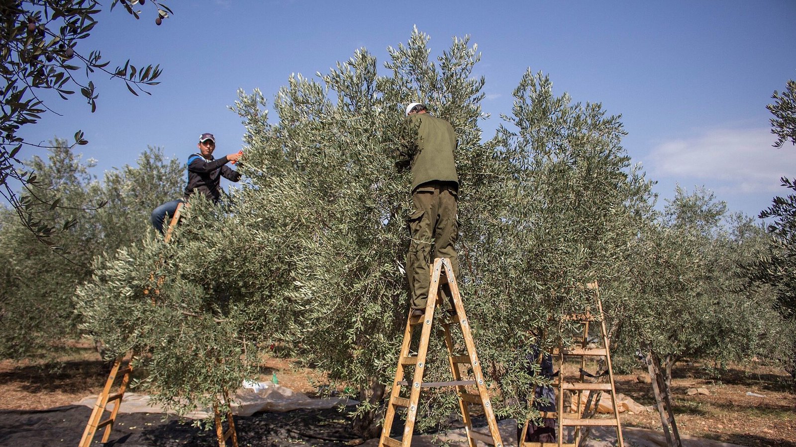 Land workers in Britain launch BDS campaign