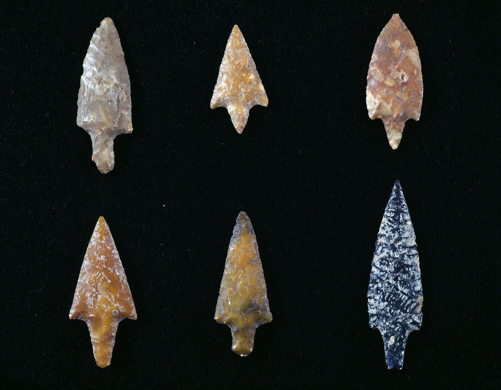 Ancient human hunters used poisoned arrows