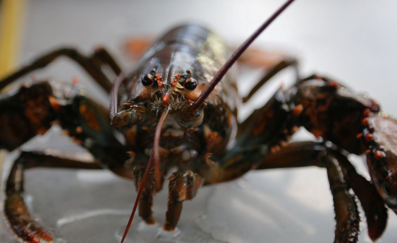 England will ban boiling lobsters alive