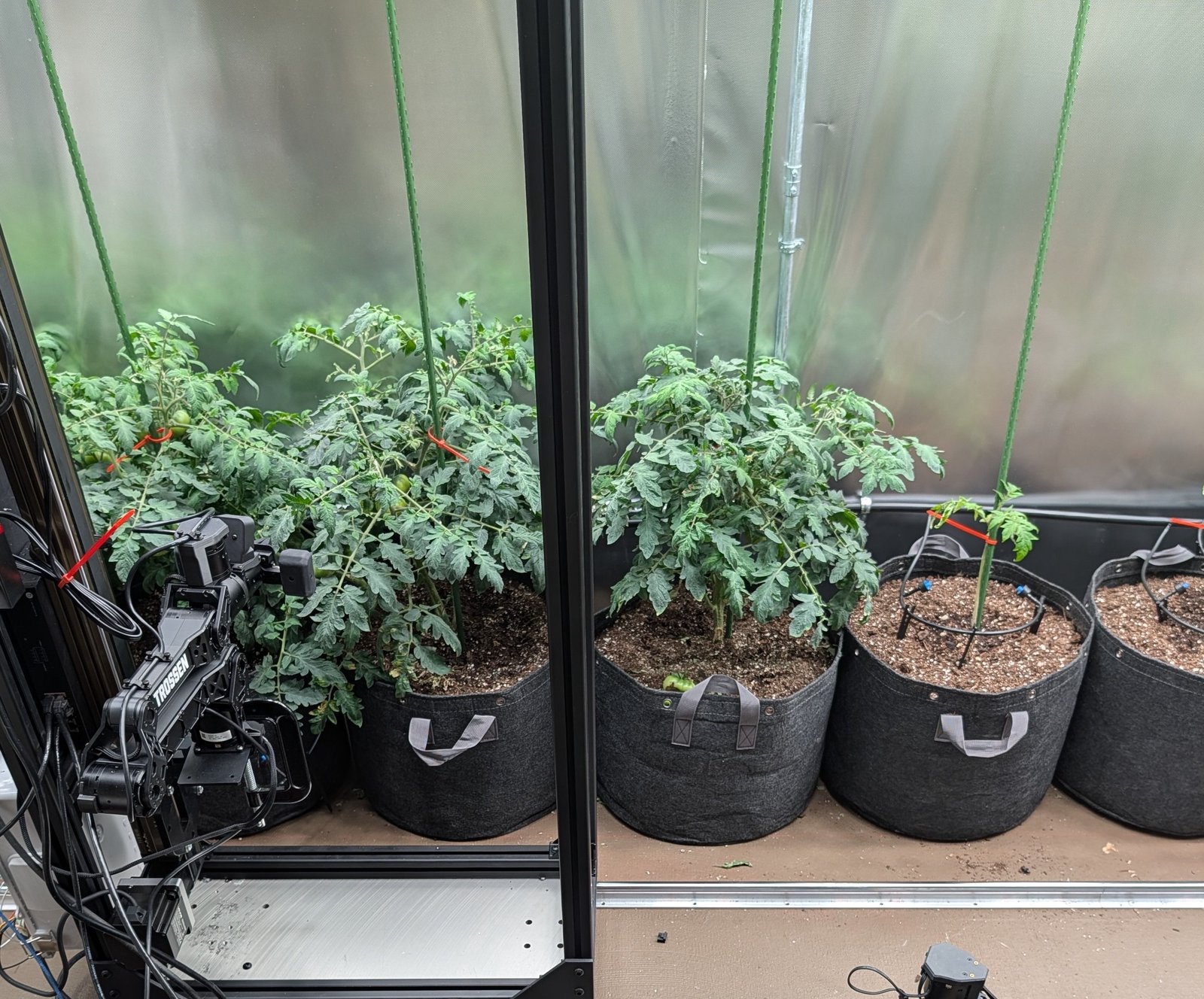 These tomatoes thrive on crypto and Claude