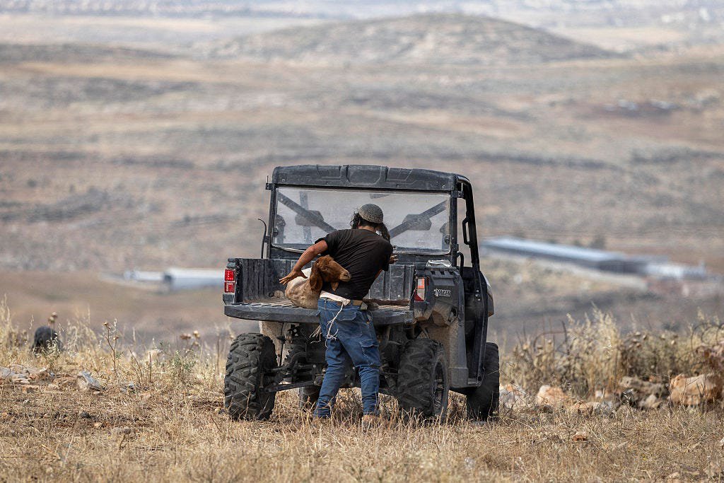 A Dog Named Lucy Beaten. Sheep Burned Alive. Israeli Settlers Are Attacking Palestinians' Animals to Drive Them Off Their Land