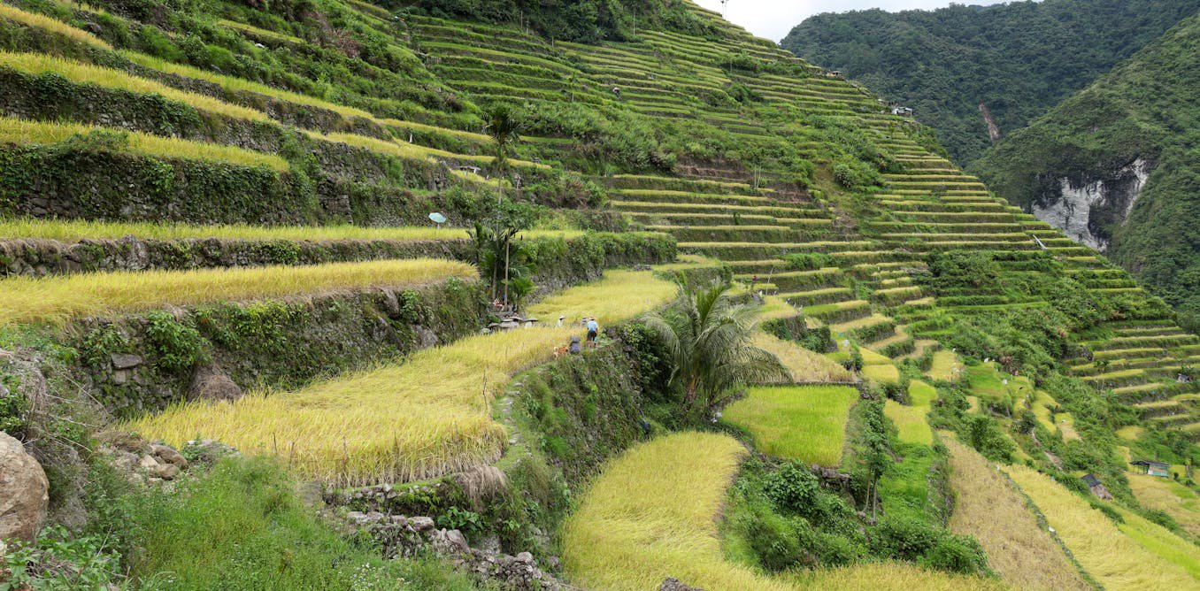 How mountain terraces have helped Indigenous peoples live with climate uncertainty