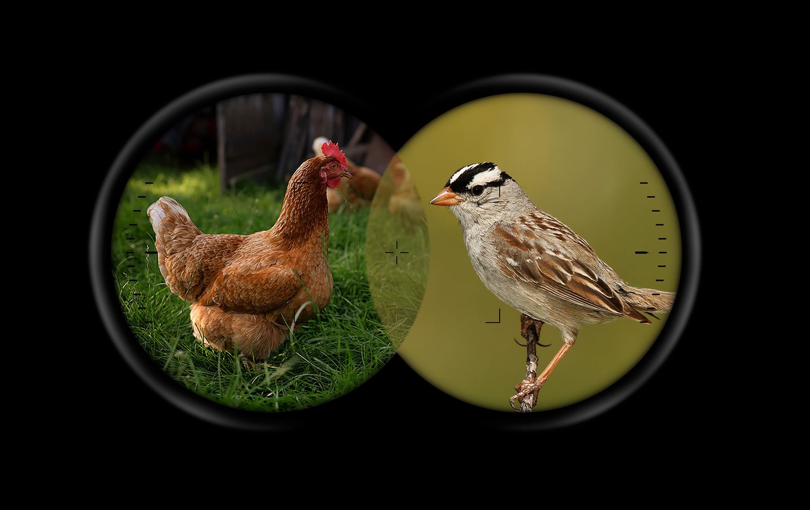 Why Do We Love Birds, But Slaughter Chickens?