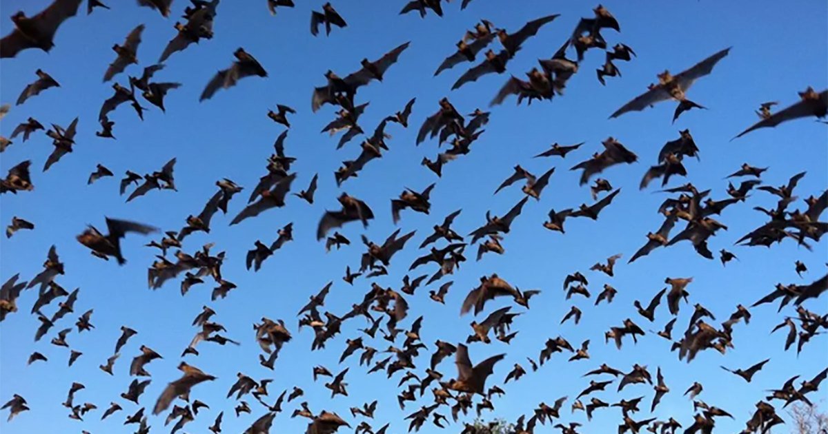 Halloween Shocker: Trump Axes Research to Learn Whether Offshore Wind Farms Harm Bats