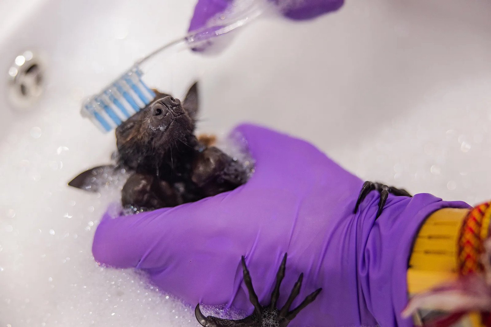 The Adorable Patients of This Special Bat Hospital Will Warm Your Heart