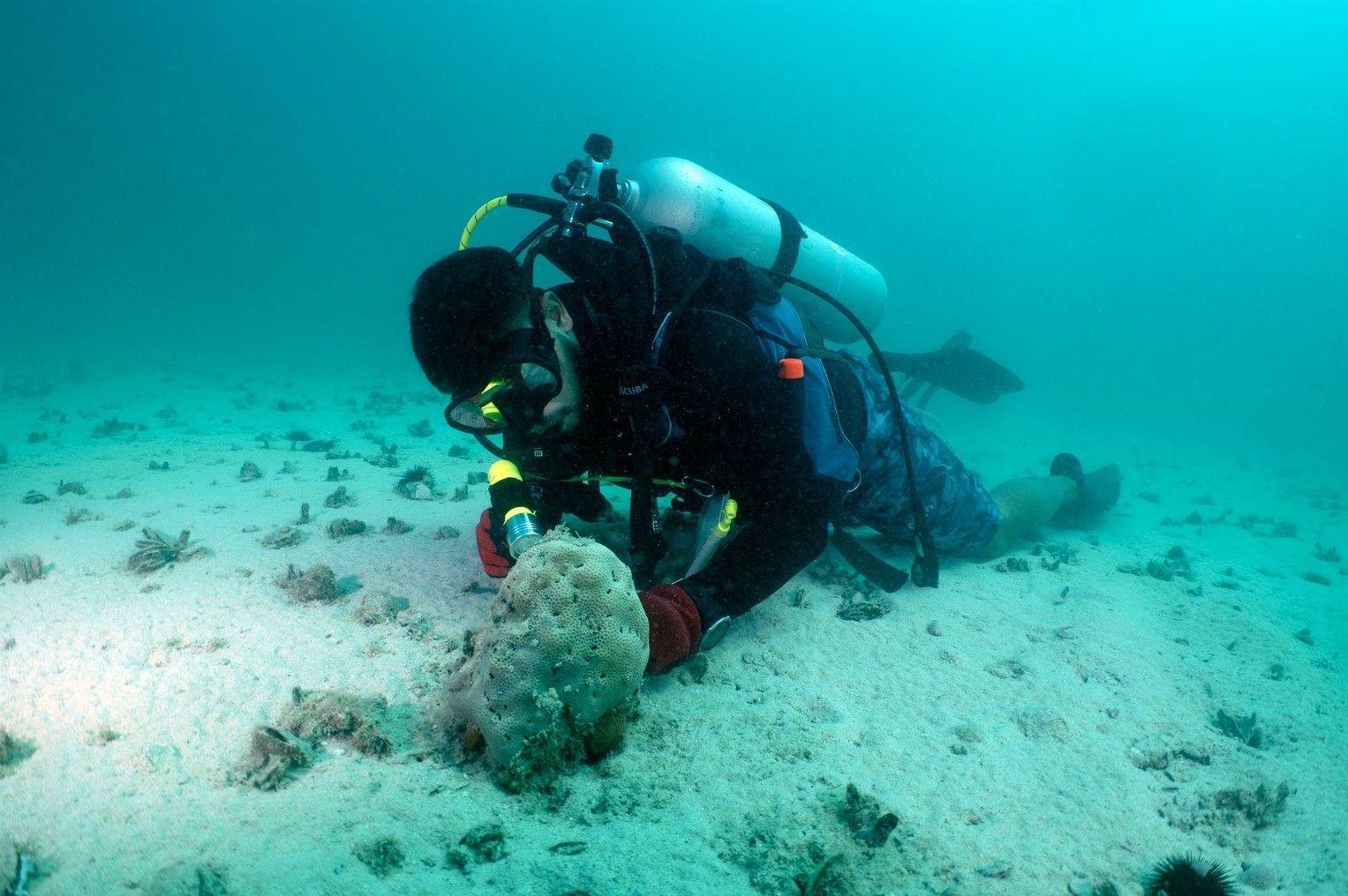 Abu Dhabi's oysters outnumber expectation