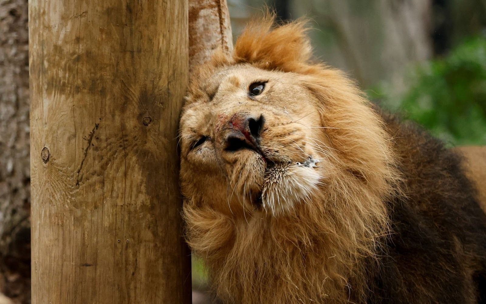 Wild Asiatic lion populations rebound