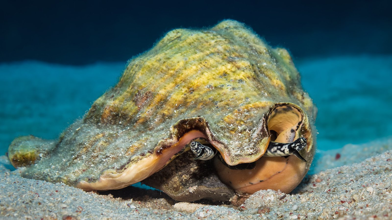 Nature’s Ingenious Survival Strategies Are No Match for Human Destruction