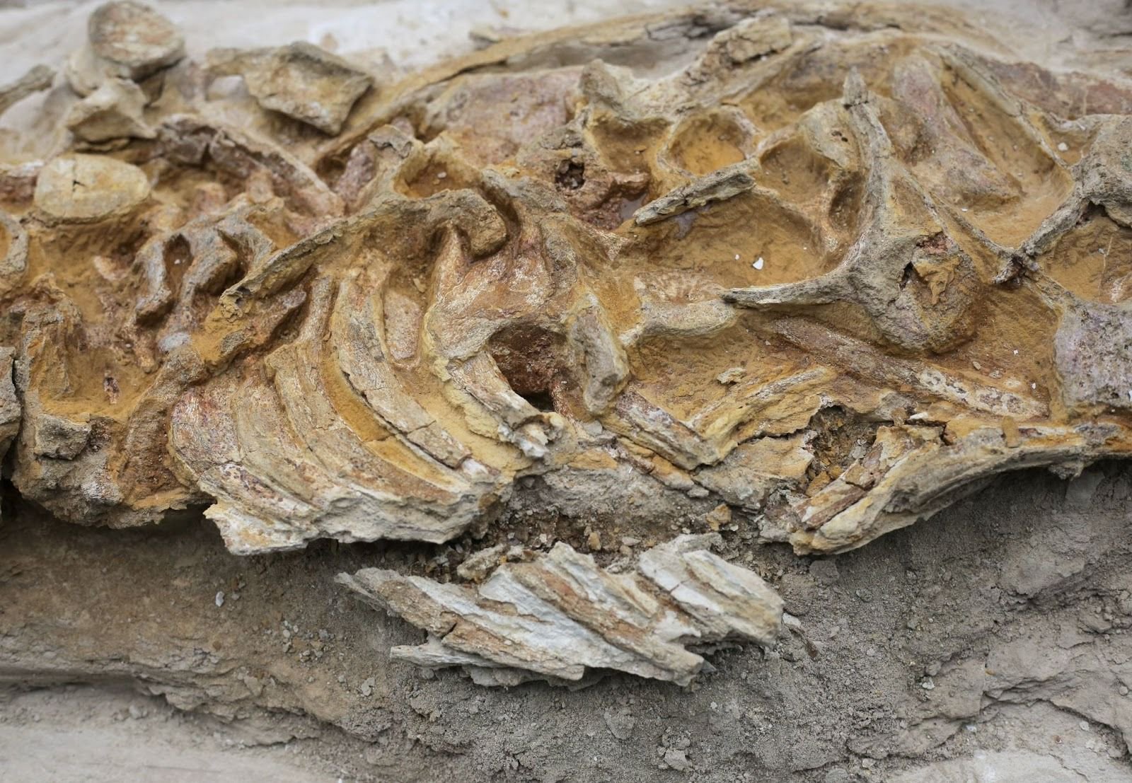 China fossil find offers glimpse into emergence of complex life