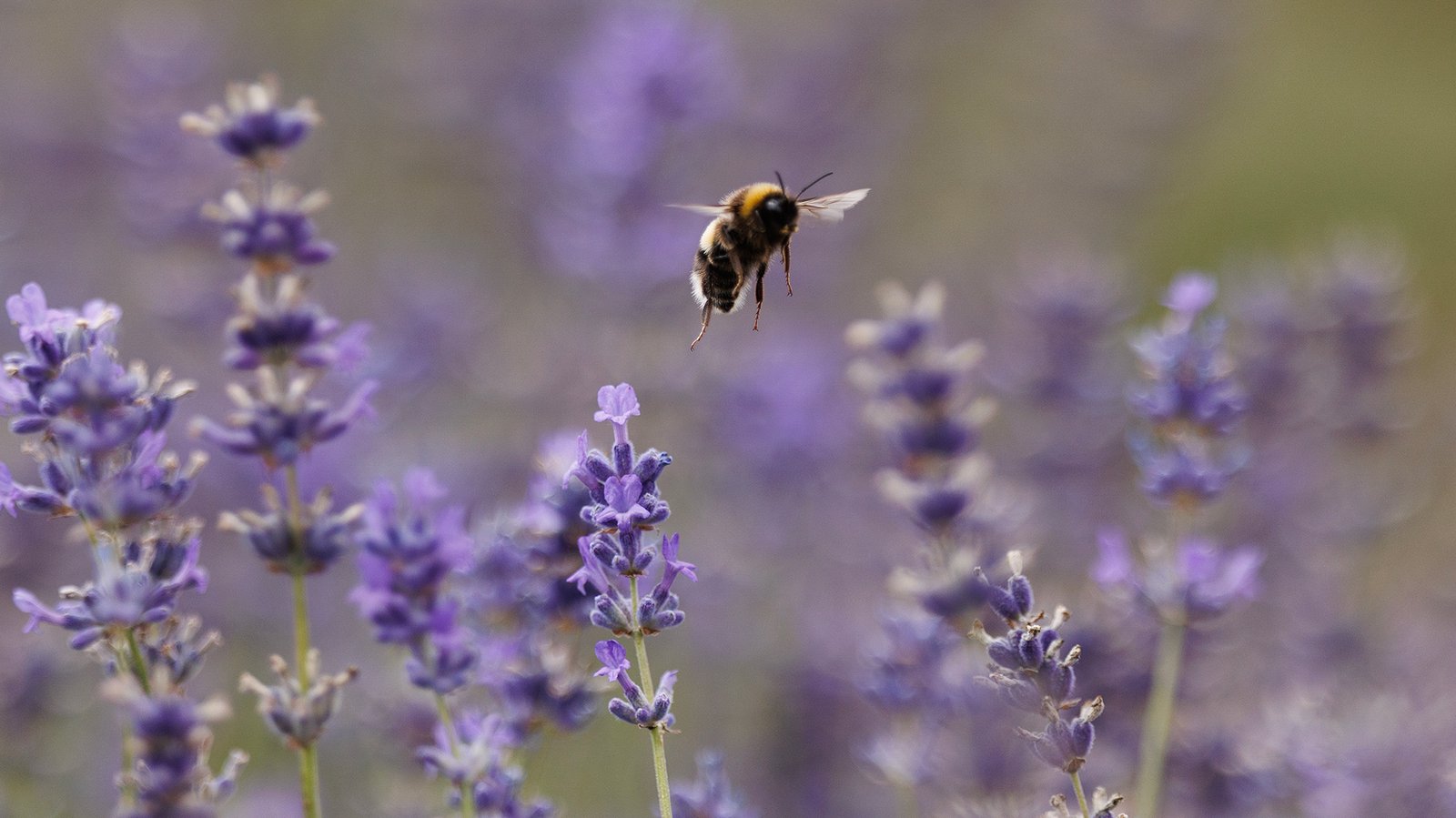 Nature No Longer Smells So Natural—and That’s Our Fault