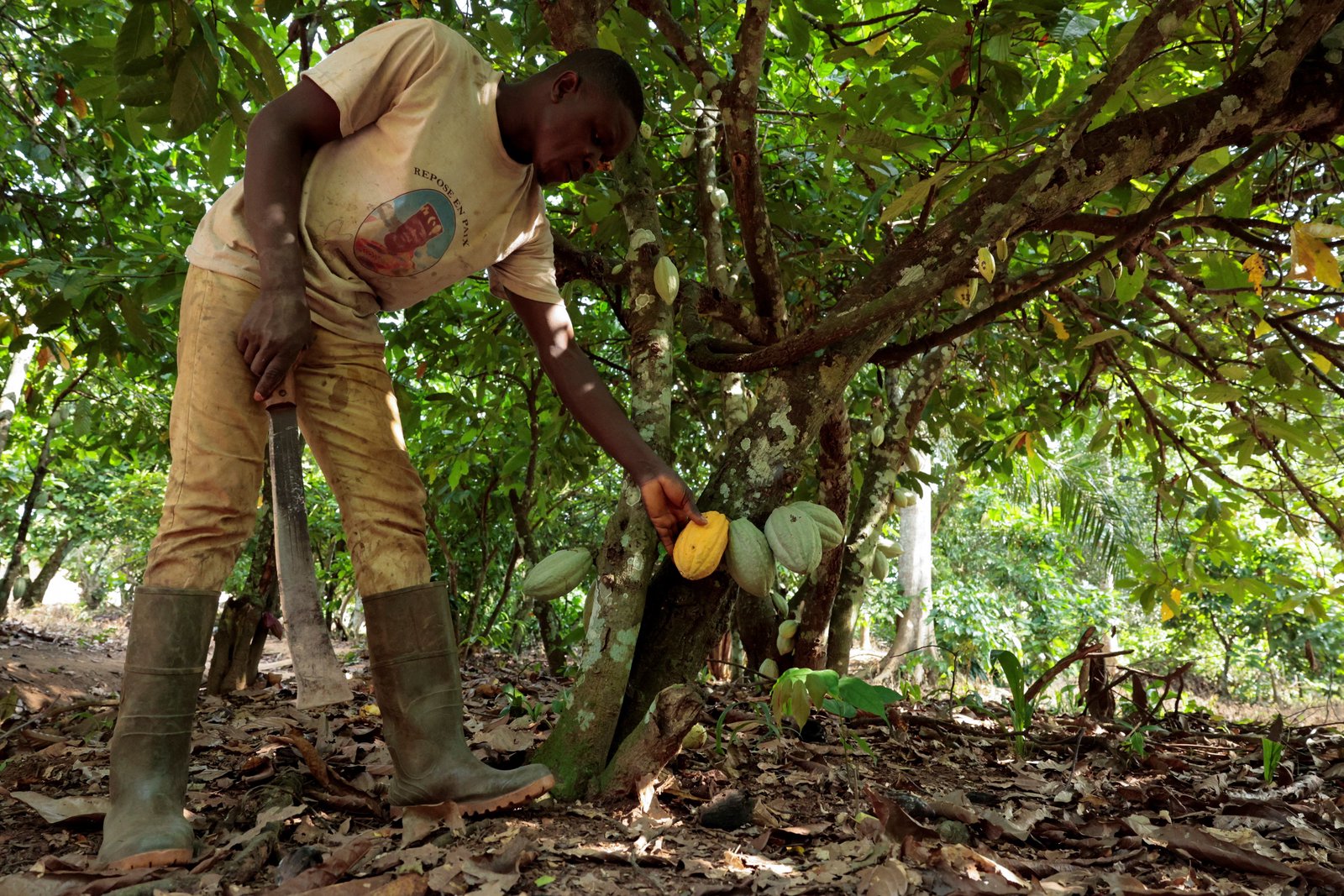El Niño threatens West Africa's cocoa producers