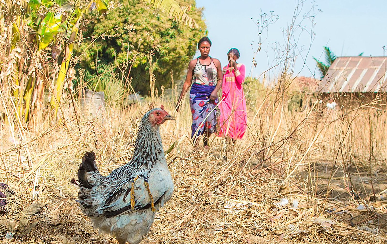 The Nigerian Chicken Revolution