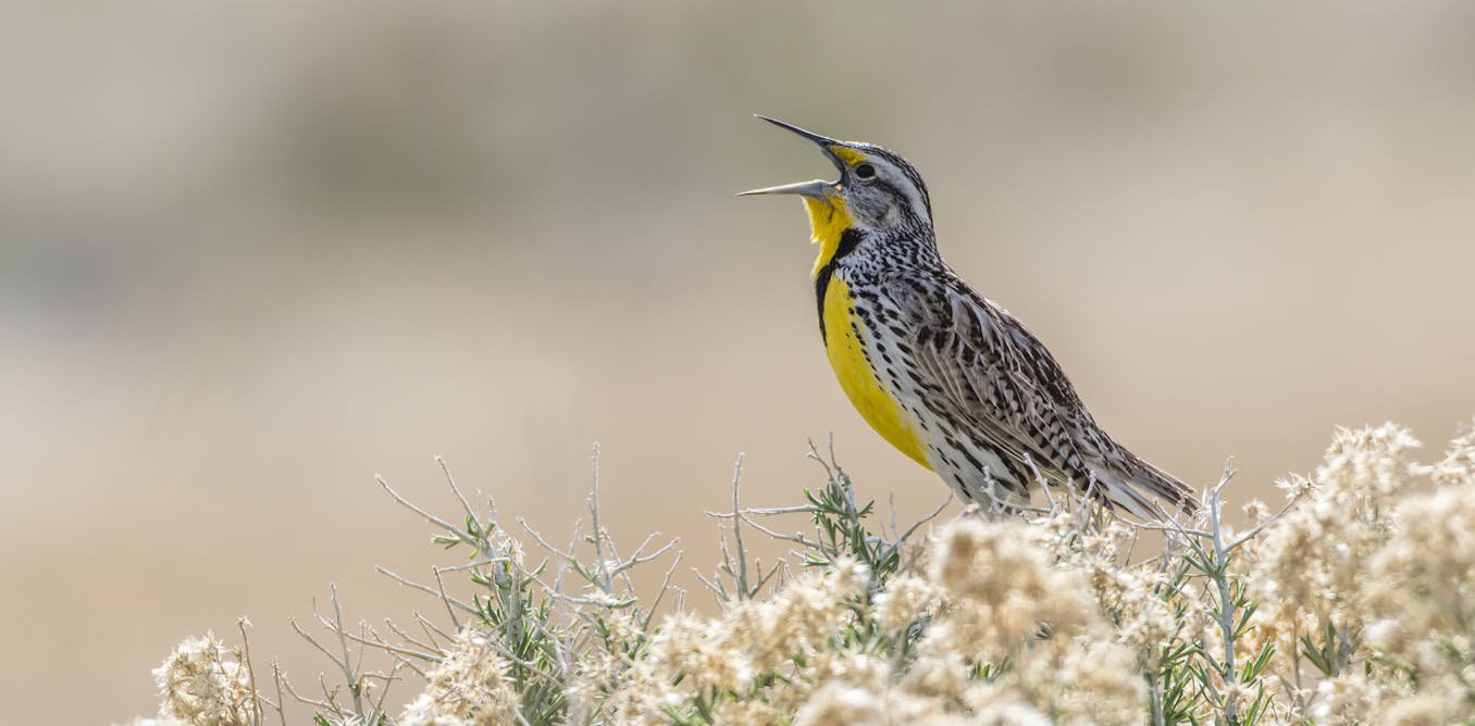 Birding by ear: How to learn the songs of nature’s symphony with some simple techniques