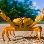 Wake Up! A New Nonbinary Crab Just Dropped