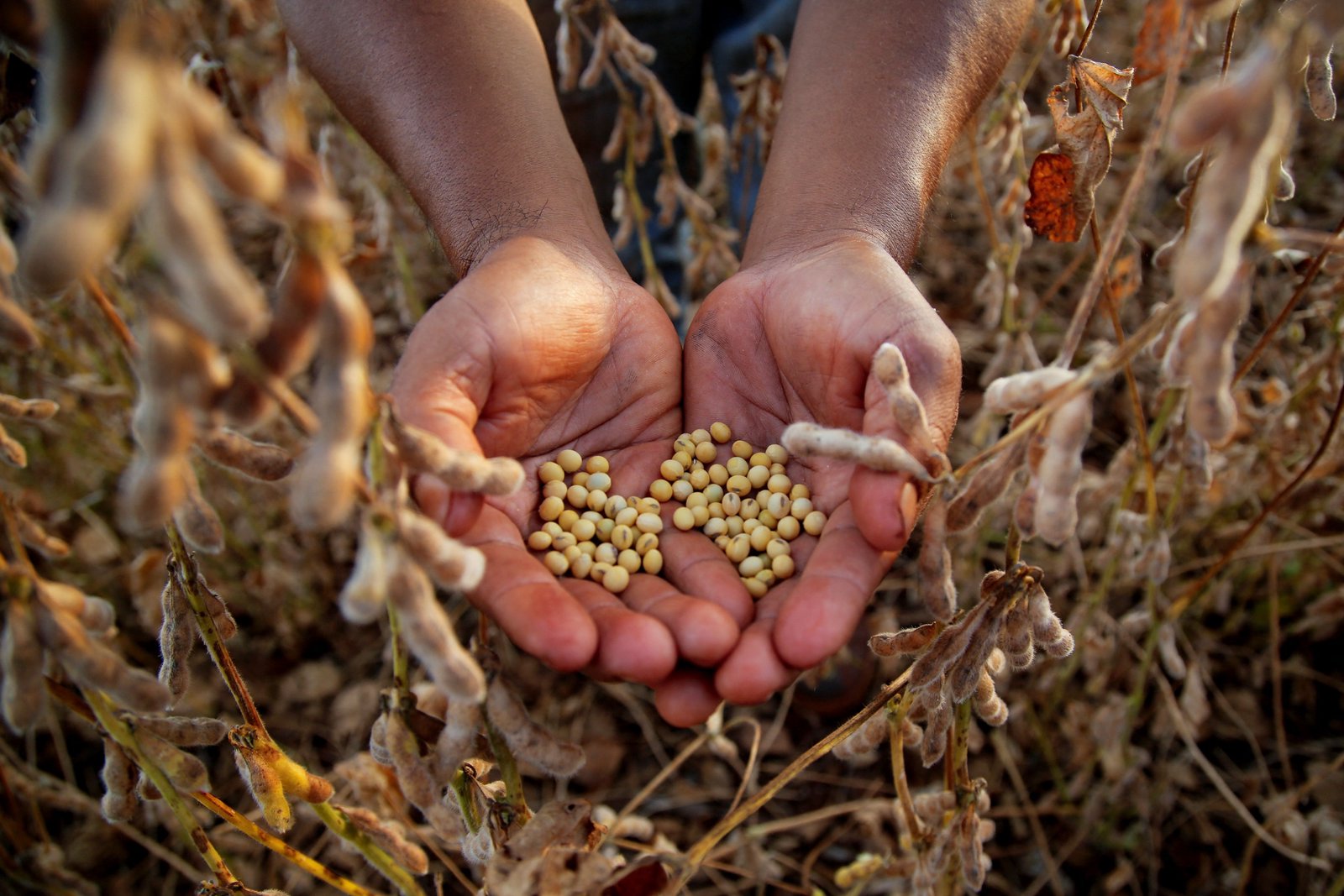 Iran war risks sparking global food price surge