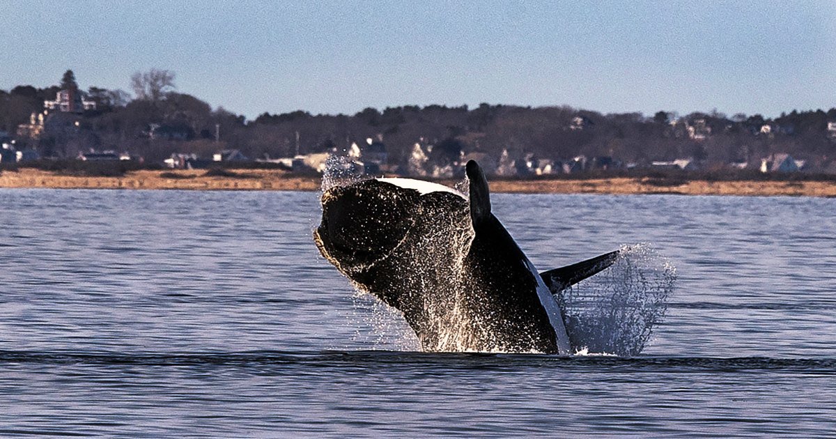 Trump Claimed ​Wind Farms Kill Whales—and Then Quietly Axed Research Into the Issue