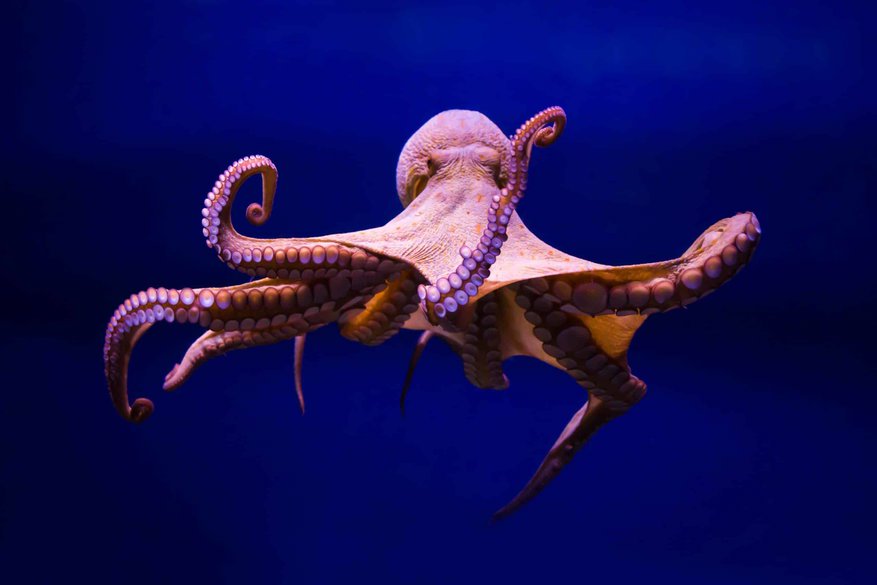 How Octopuses Won a Fight Against Factory Farming
