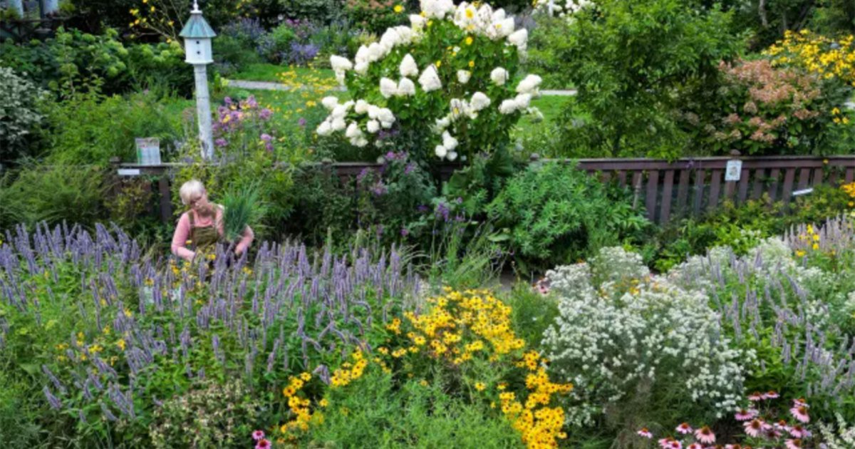Once Dismissed As Weeds, Native Plants Are Flying Off the Shelves