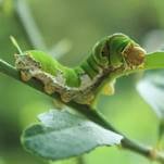 How the Humble Bean Plant Chemically Calls in Wasp Airstrikes on Caterpillar Attackers