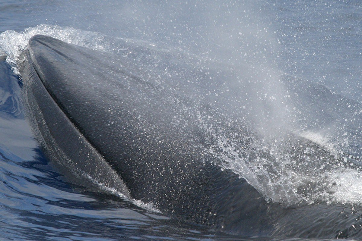 Trump’s “God Squad” Might Vote for a Whale’s Extinction This Week