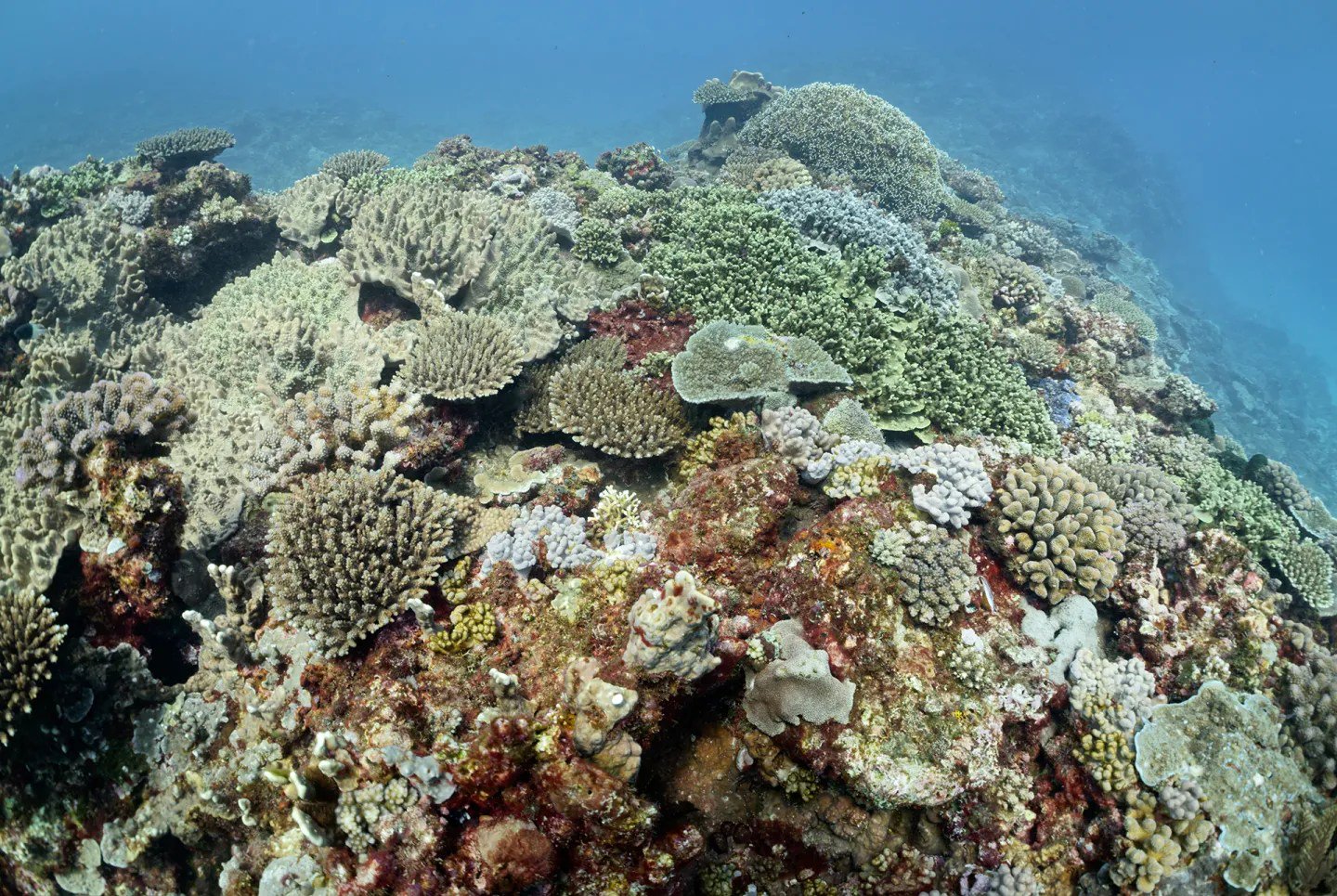 To Save Madagascar’s One-of-a-Kind Ecosystems, You Have to Feed the People First