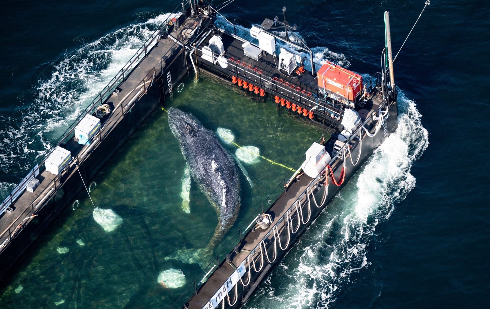 If You Want to Save a Whale, Don’t Call a Millionaire