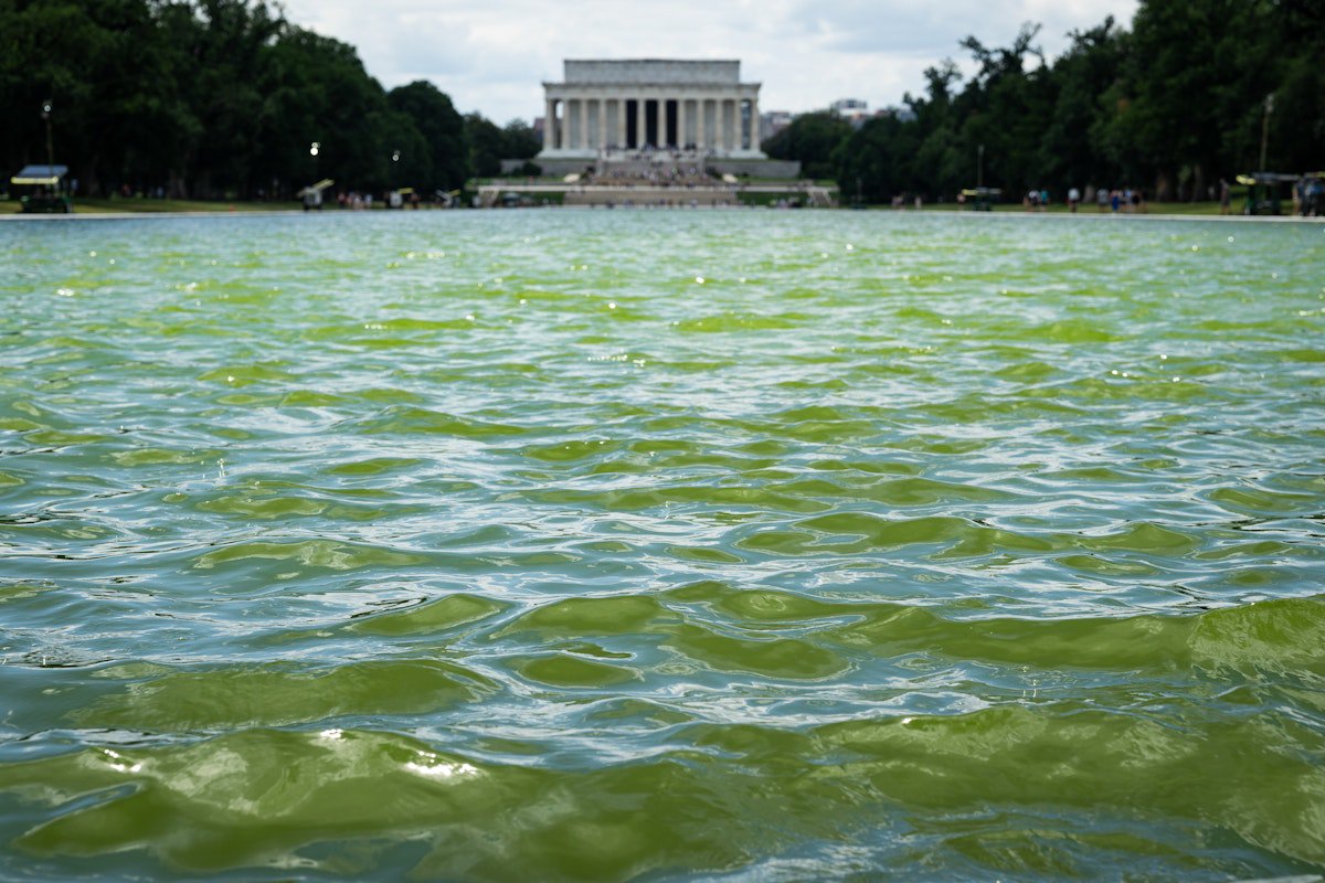 Trump Team Dumps Bleach in Reflecting Pool to Hide Renovation Failure