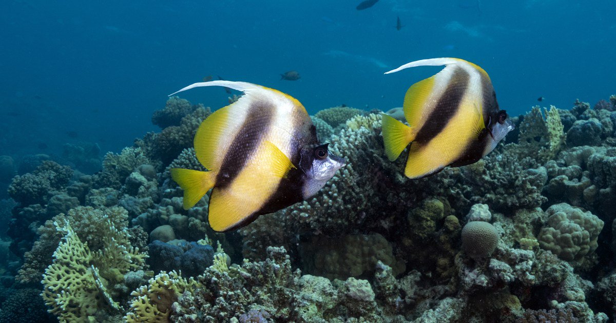 The Oceans Act as a Toilet That Flushes Carbon Waste. Marine Heatwaves Are Clogging It Up.