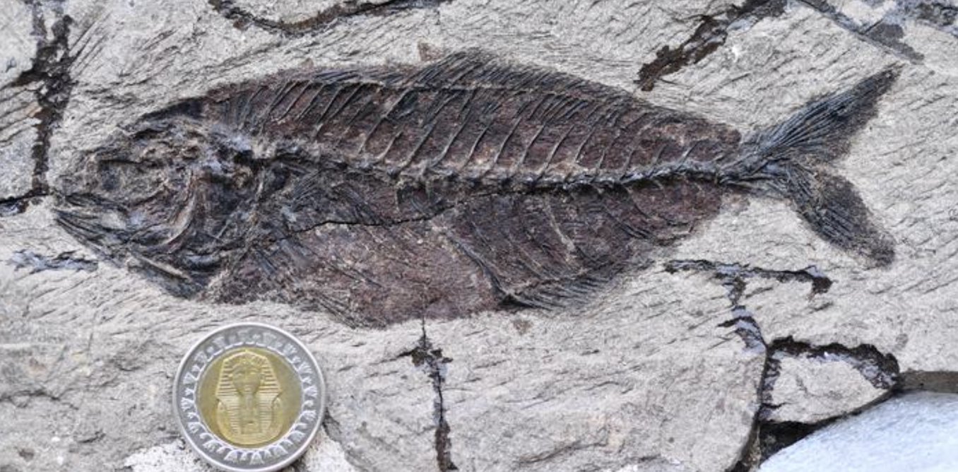 Fossil fishes buried in the desert reveal a missing chapter in marine history