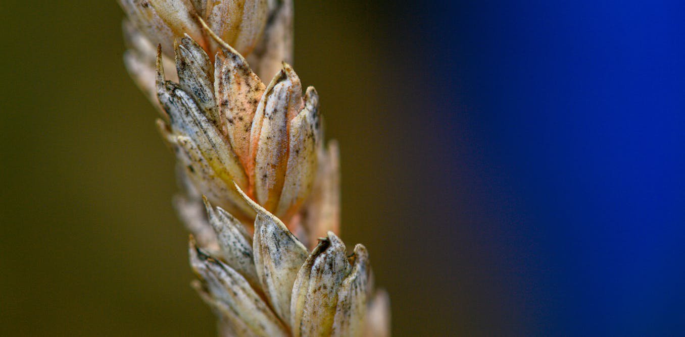 What is Fusarium graminearum, the fungus a Chinese scientist pleaded guilty to smuggling into the US?