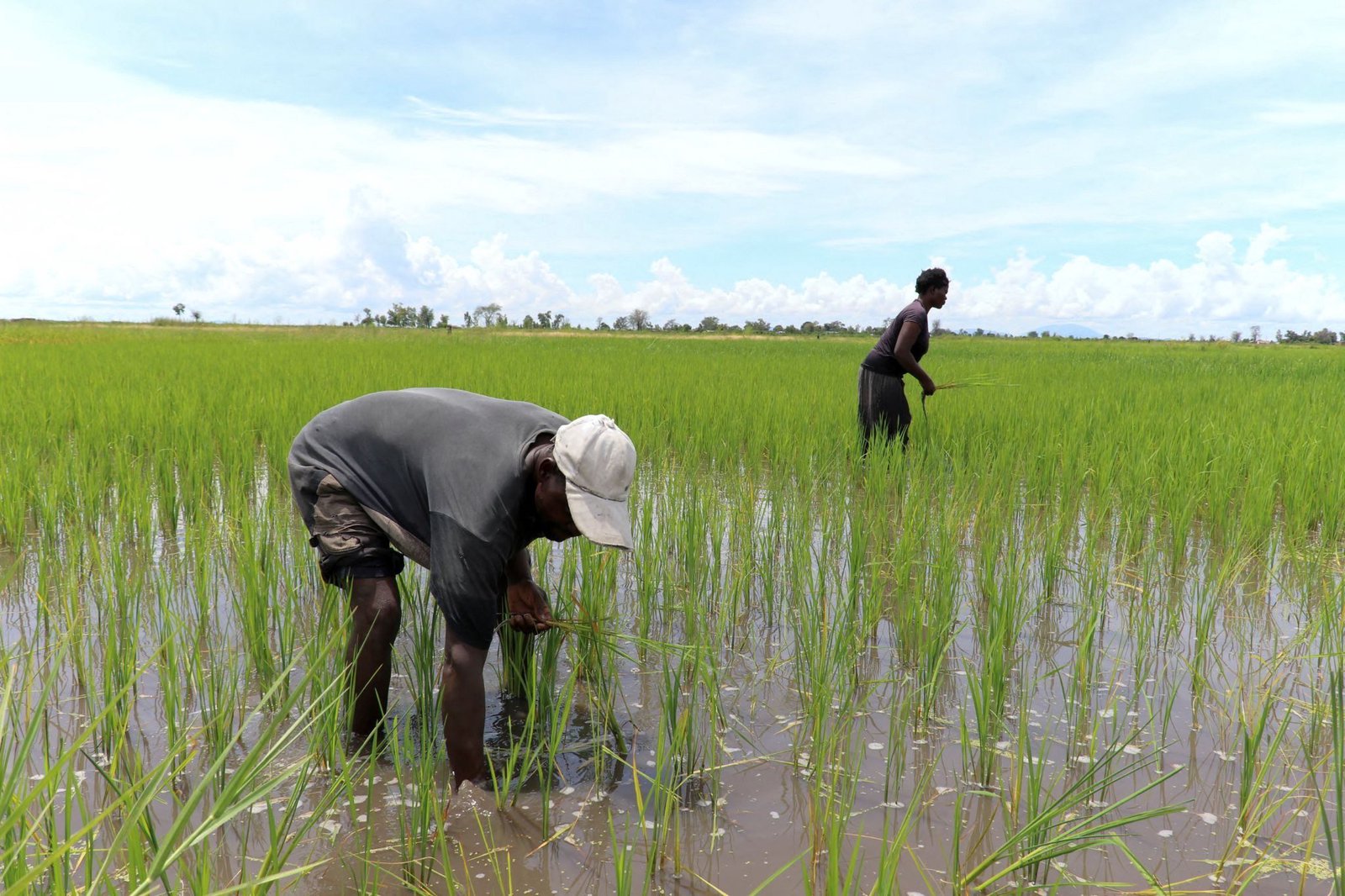 New digital atlas sheds light on Africa's wetlands