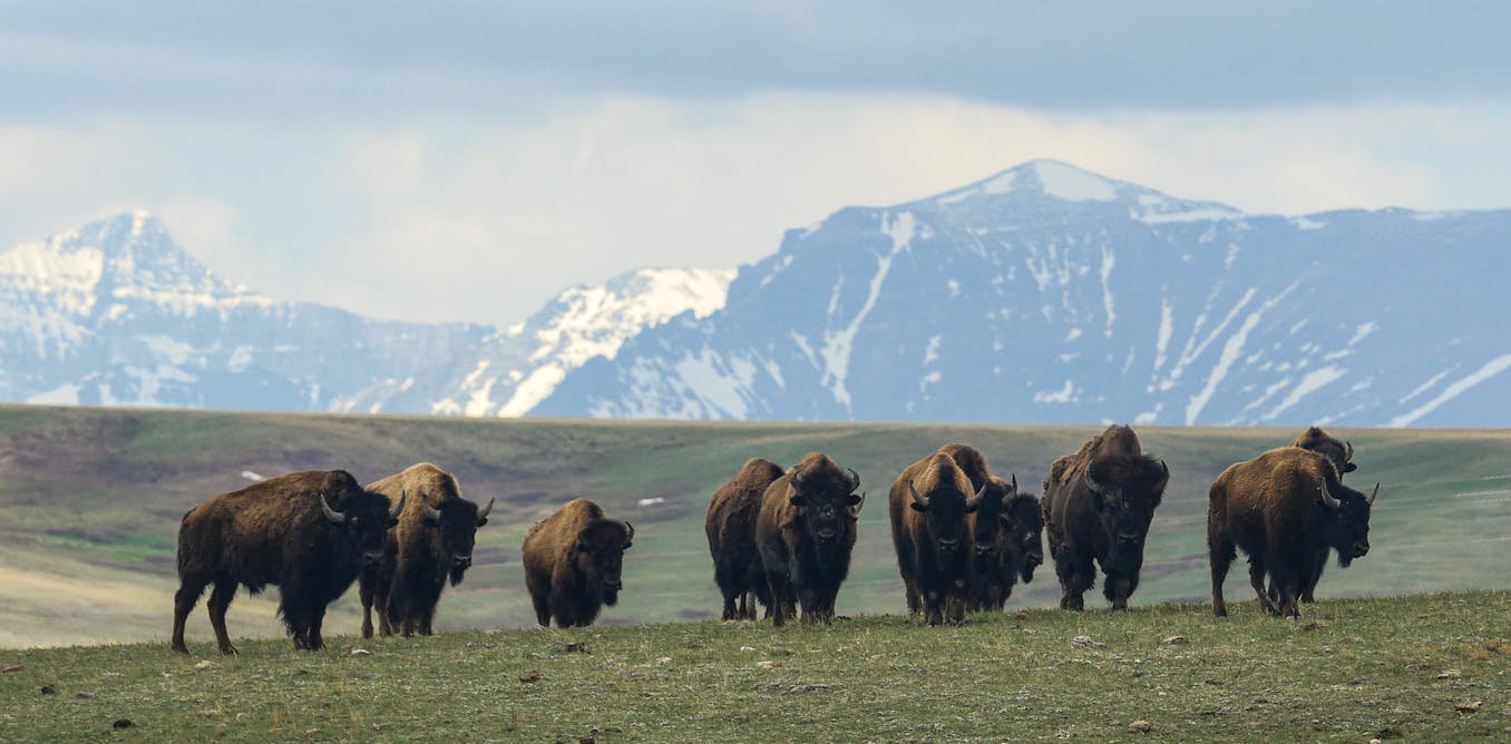 Bison restoration efforts and grazing rights hinge on one question: Are bison wildlife?