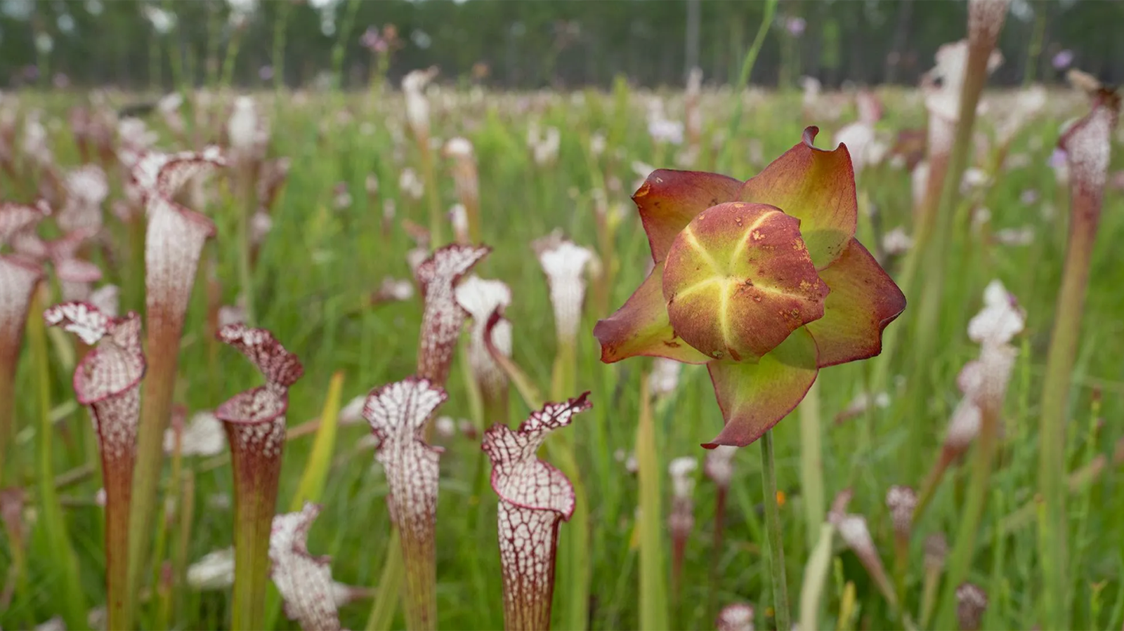 Alabama (Yes, Alabama!) Is an Epic Biodiversity Hotspot