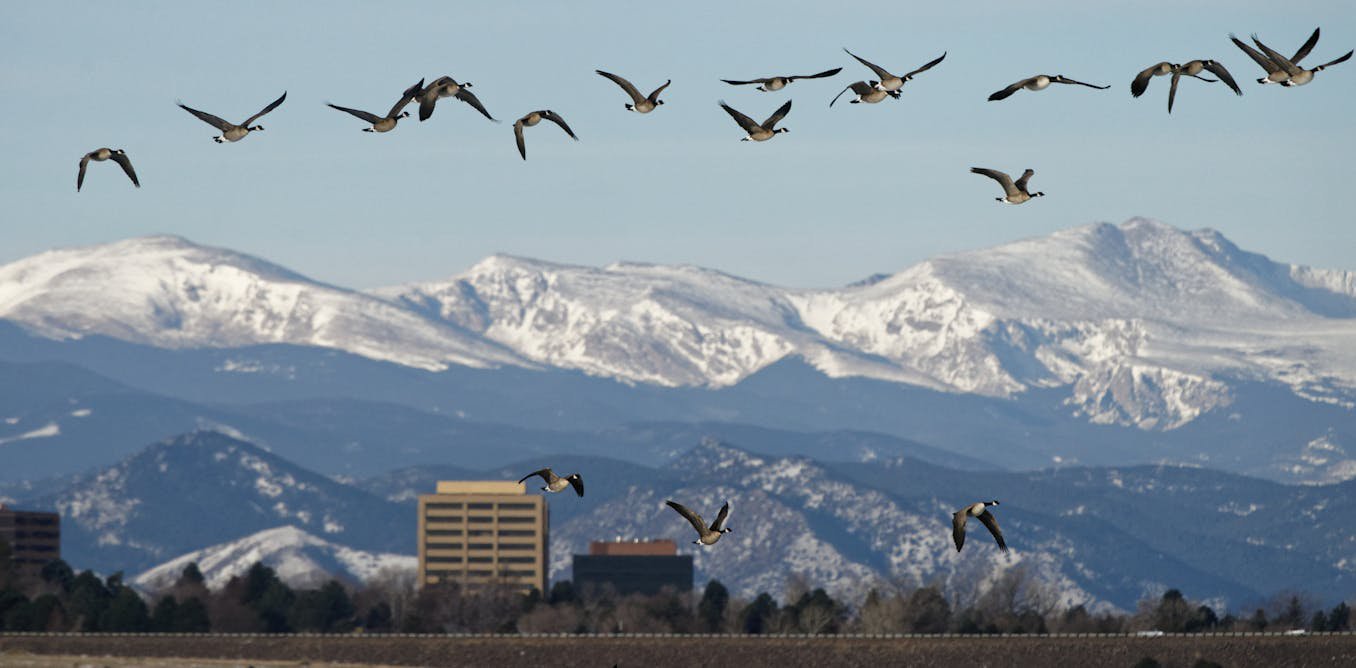 Not all Coloradans want to share their cities with Canada geese and their poop – a wildlife manager shares the control methods that work