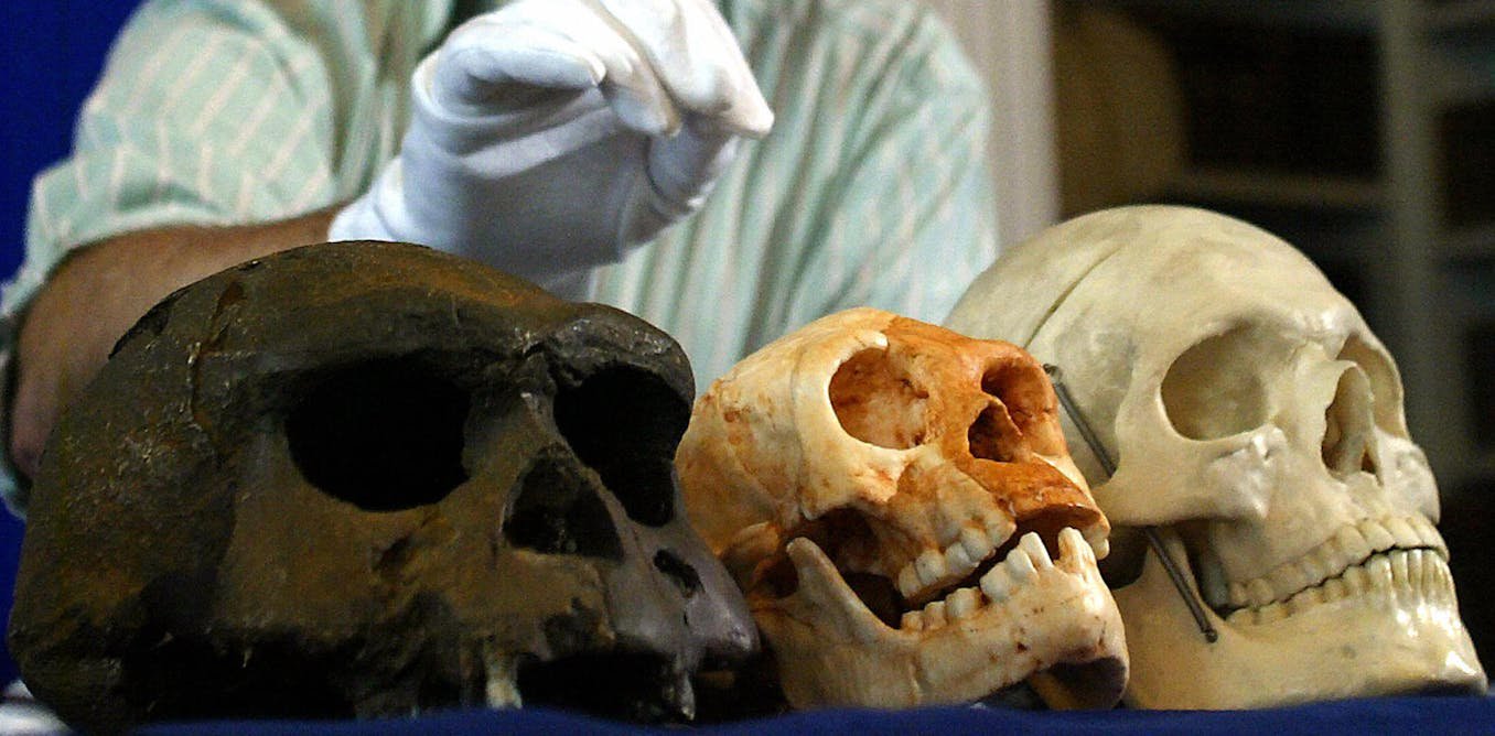 Hobbits of Flores evolved to be small by slowing down growth during childhood, new research on teeth and brain size suggests