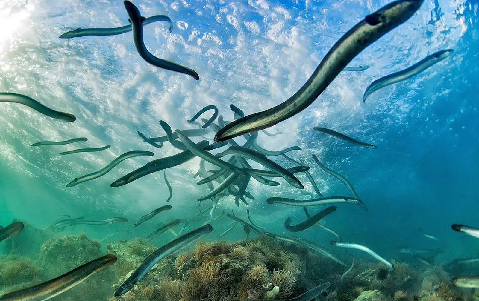 Eel Smuggling Is The Organized Crime Racket You’ve Never Heard Of