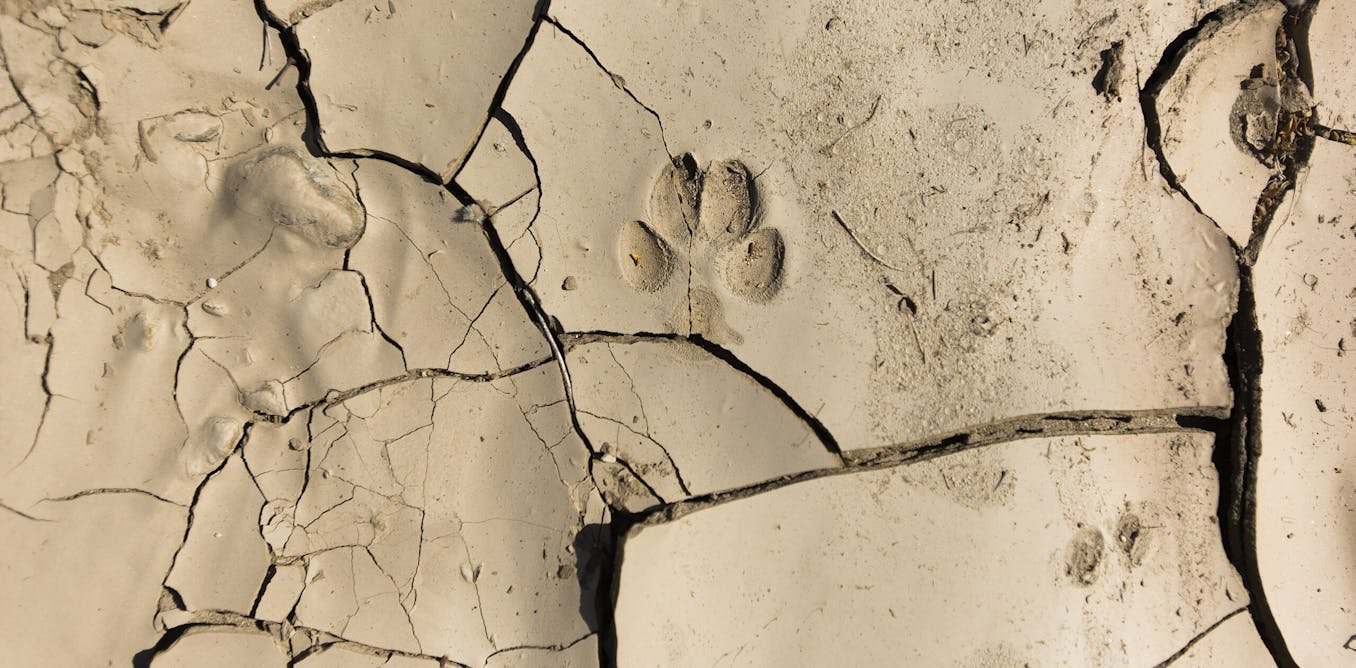 How to identify animal tracks, burrows and other signs of wildlife in your neighborhood