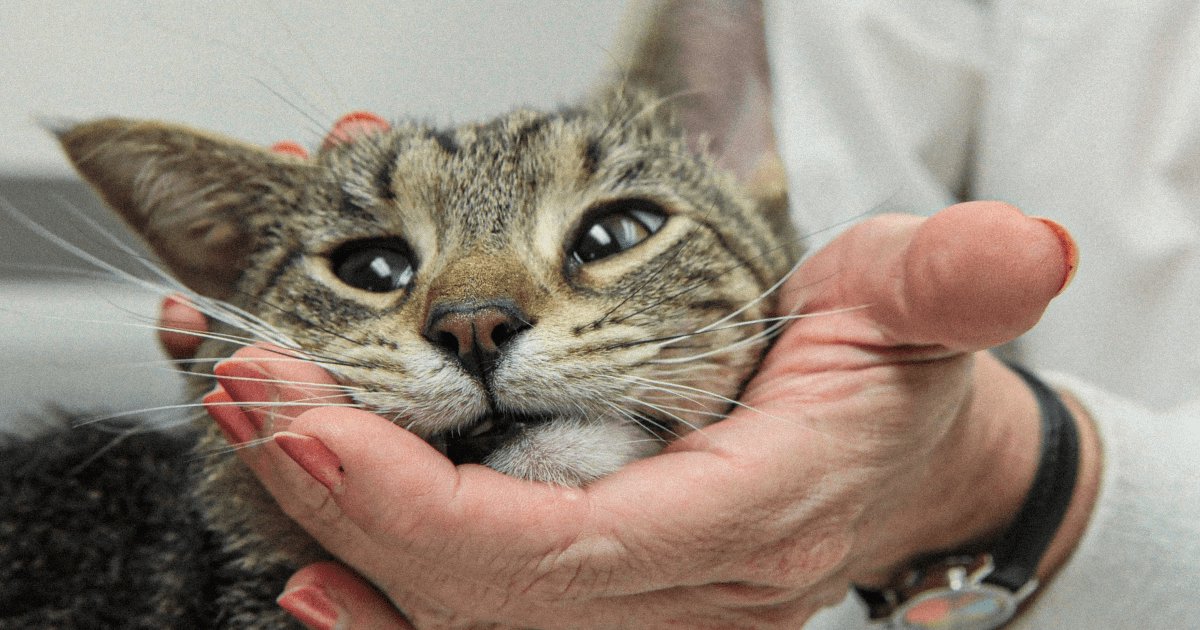 The Black Market for a Lifesaving Cat Drug