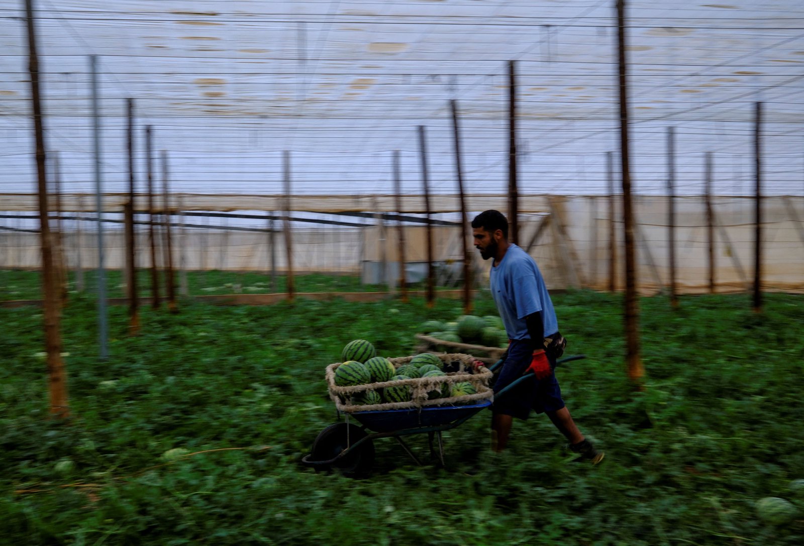 Growing fertilizer shortage risks global food crisis