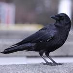 Welcome to r/crowbro, the Subreddit for People Who Have Befriended Their Local Crows