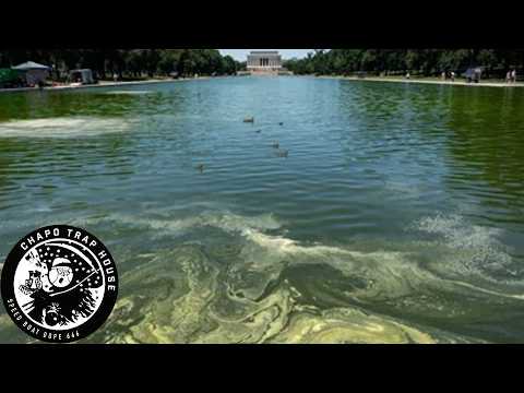 Trump's Algae Bloom | Chapo Trap House