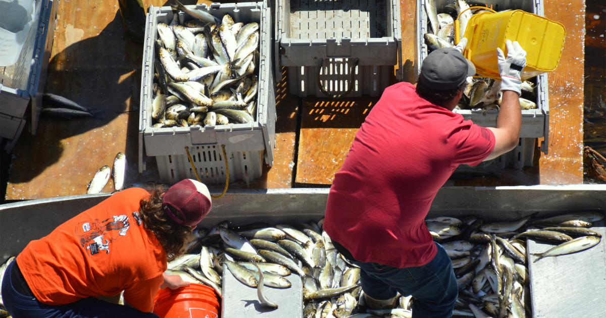 Dam Removals Helped Bring About a Stunning Comeback for Maine’s Alewives