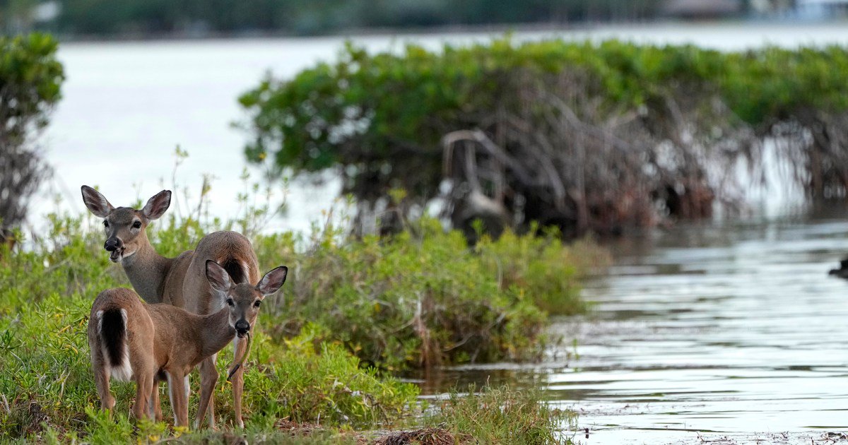 Florida Wildlife Officials Discover Second Case of ‘Zombie Deer Disease’