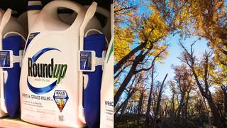 "We Are Bombarding America's Forests with Roundup": Despite Cancer Fear, Trump Admin Pushes Herbicide